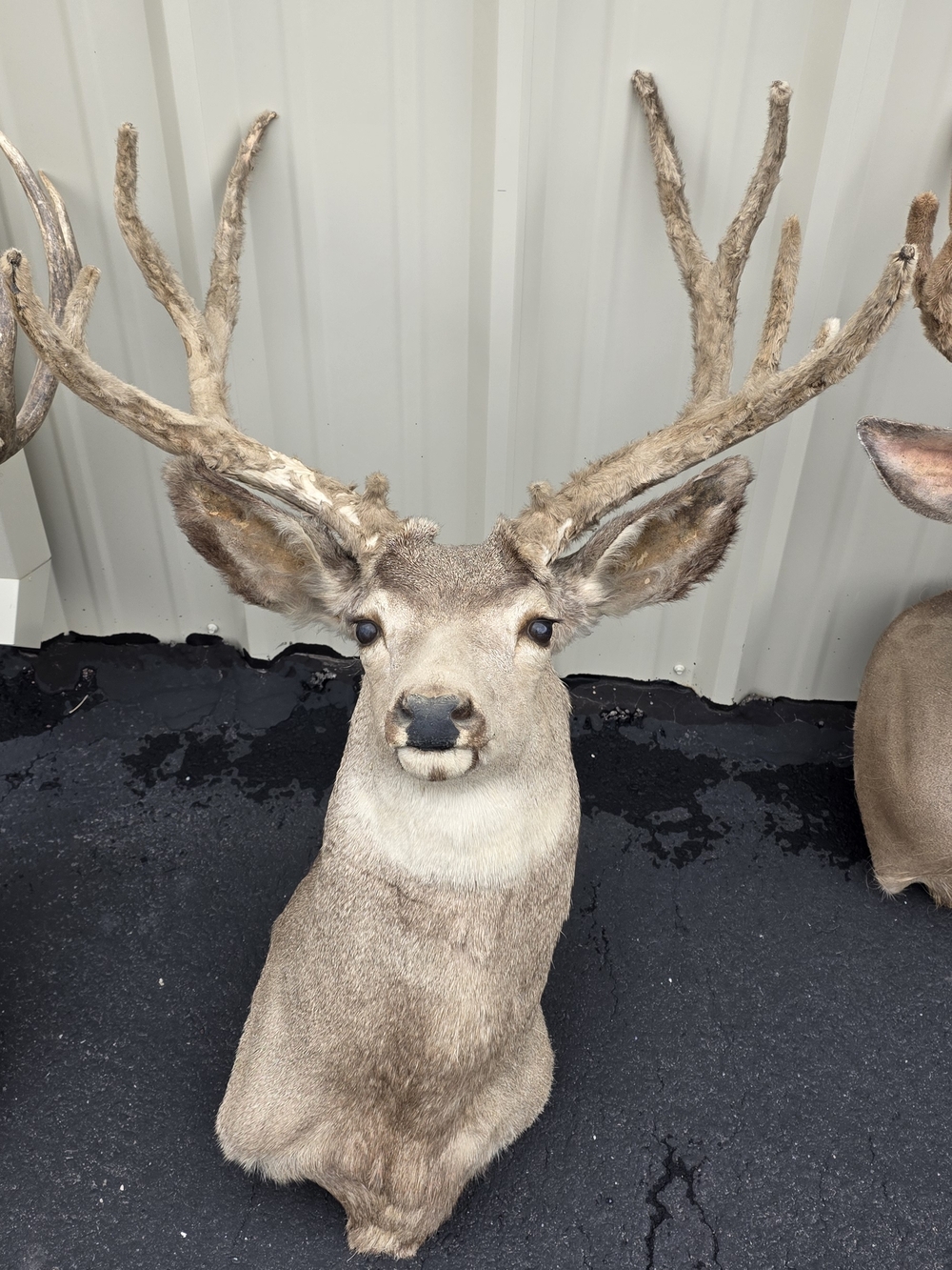 Wrangler Brown and Tan Deer Head Sculpture
